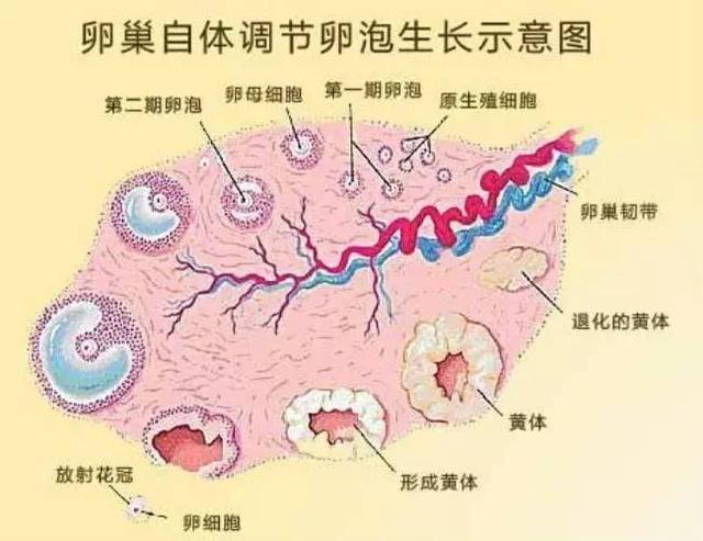 女人为什么会做试管婴儿 女人为什么会做试管婴儿