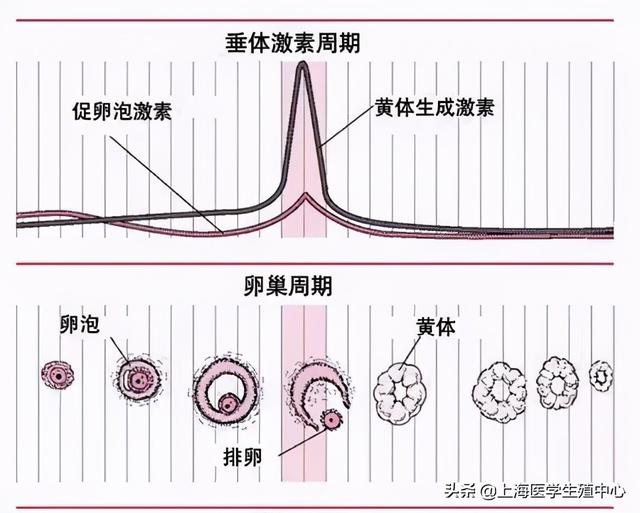 试管婴儿月经第三天做试管月经第二天进周