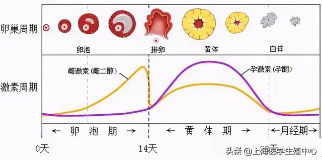 试管婴儿月经第三天 试管婴儿月经第三天