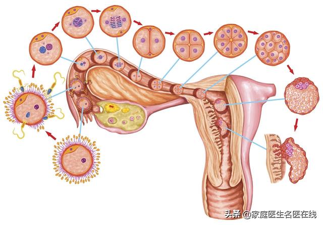 试管婴儿死精弱精必须做试管婴儿吗