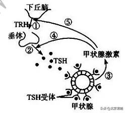 甲减试管婴儿 甲减试管婴儿