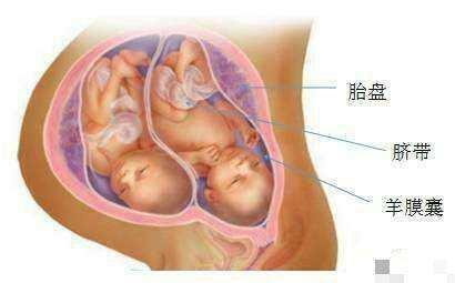 试管婴儿天试纸 试管婴儿天试纸
