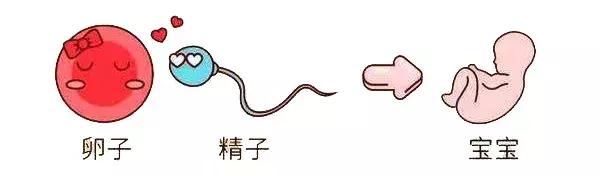 试管婴儿论文 试管婴儿论文