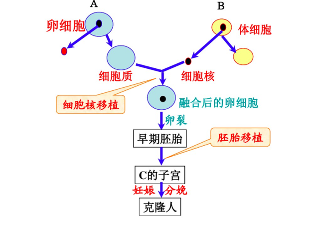 克隆人试管婴儿