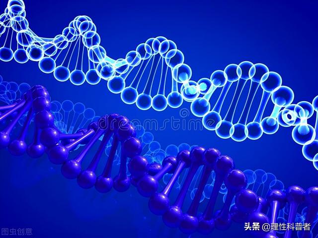 羊的试管婴儿 羊的试管婴儿