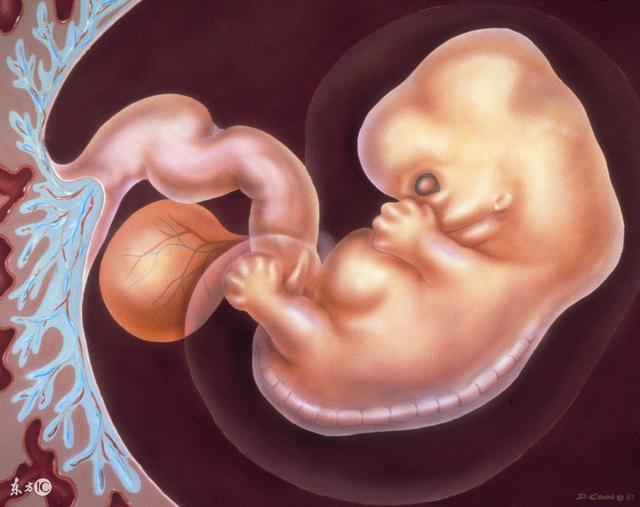 试管婴儿囊胚成功率