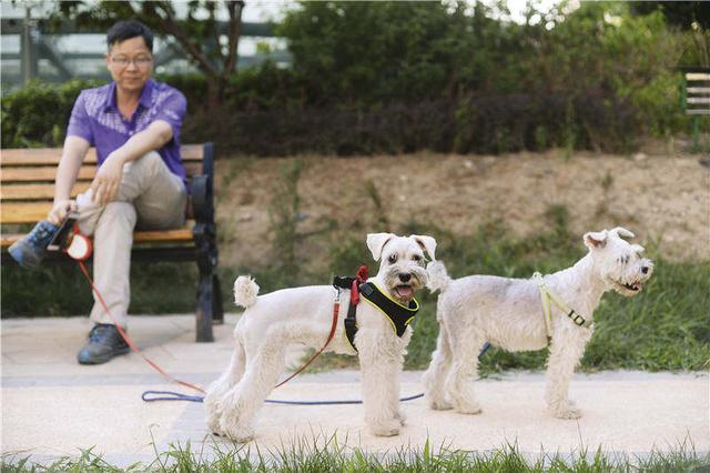母犬试管婴儿 母犬试管婴儿
