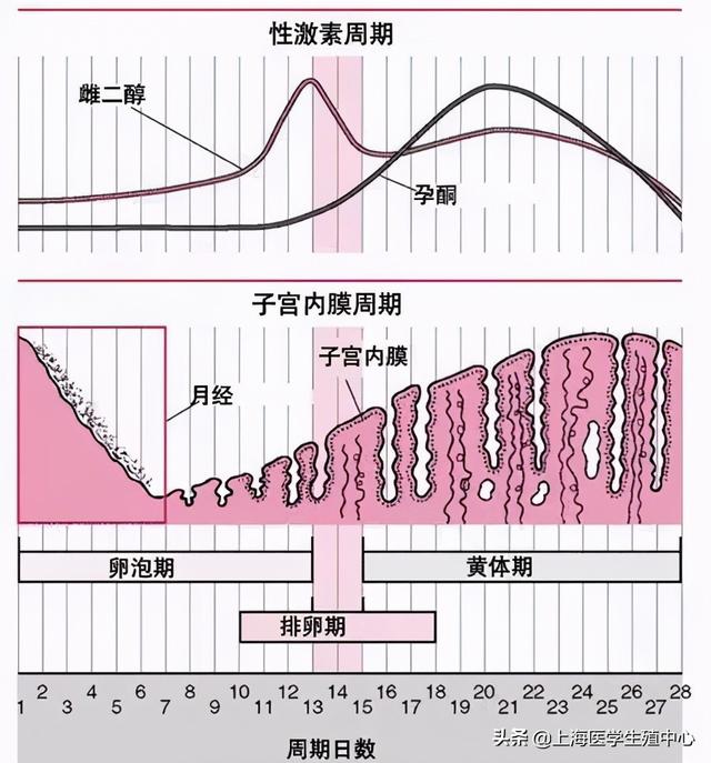 试管婴儿月经后 试管婴儿月经后
