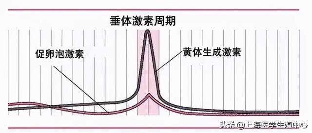 试管婴儿月经后 试管婴儿月经后