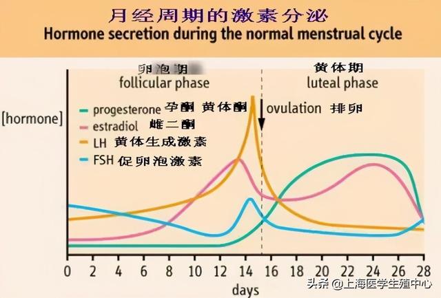 试管婴儿月经后 试管婴儿月经后