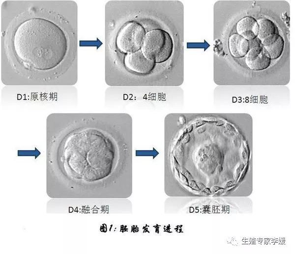 试管婴儿第几天 试管婴儿第几天
