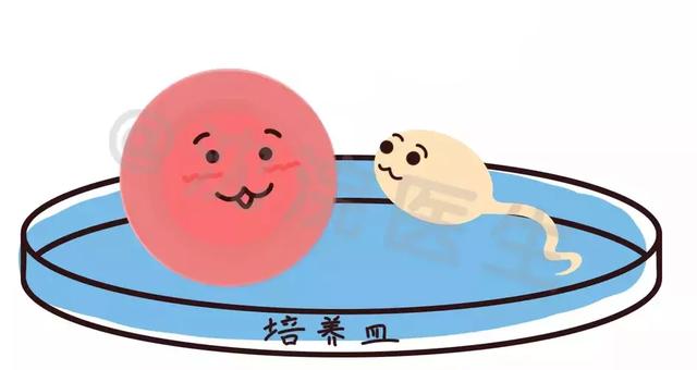 试管婴儿短方案多少天 试管婴儿短方案多少天