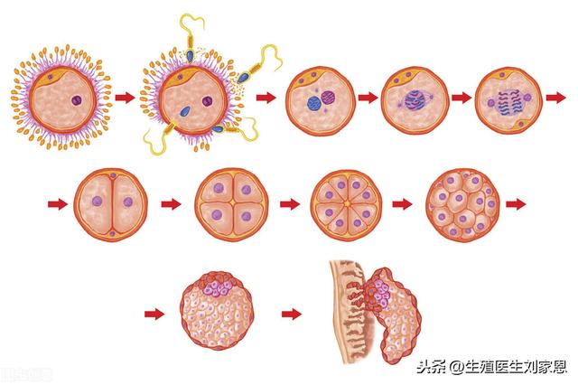 试管婴儿短方案是什么 试管婴儿短方案是什么