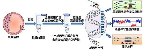 试管婴儿费用表 试管婴儿费用表