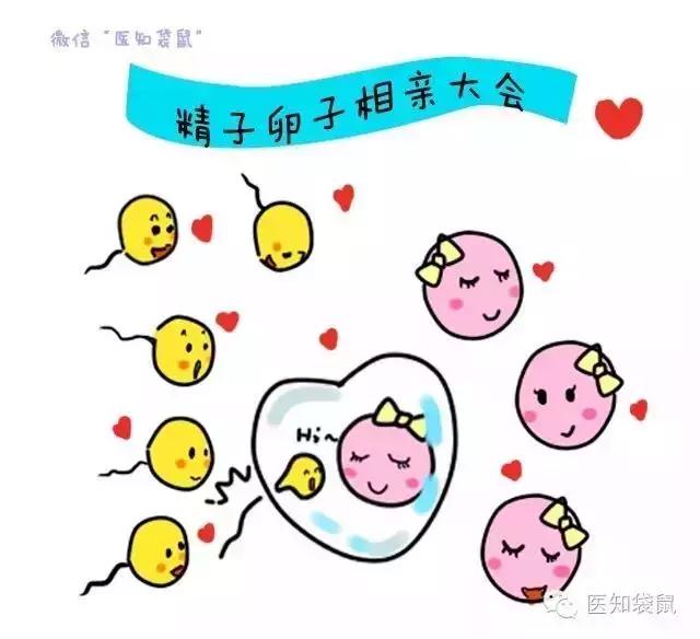 试管婴儿男女概率 试管婴儿男女概率