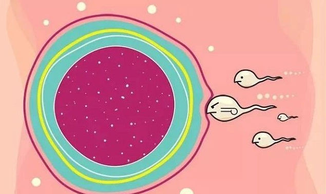 试管婴儿腹水的原因多囊取卵怎样防止腹水