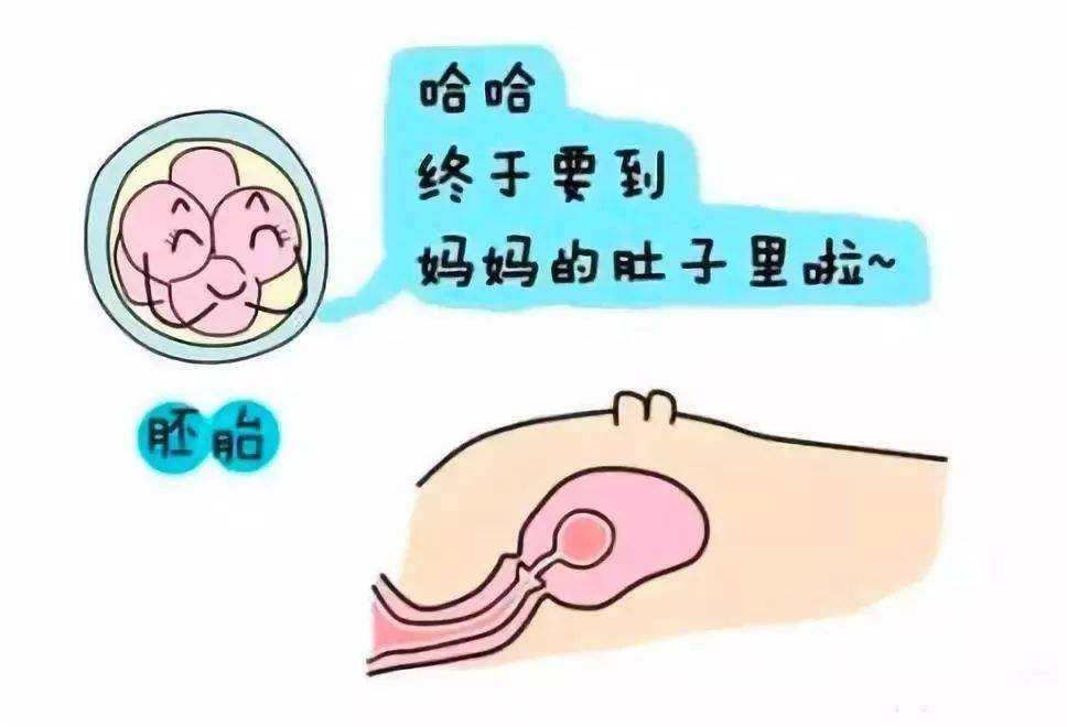 包含试管婴儿移植后的感觉的词条