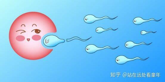 试管婴儿涨价了(试管婴儿花费明细表)
