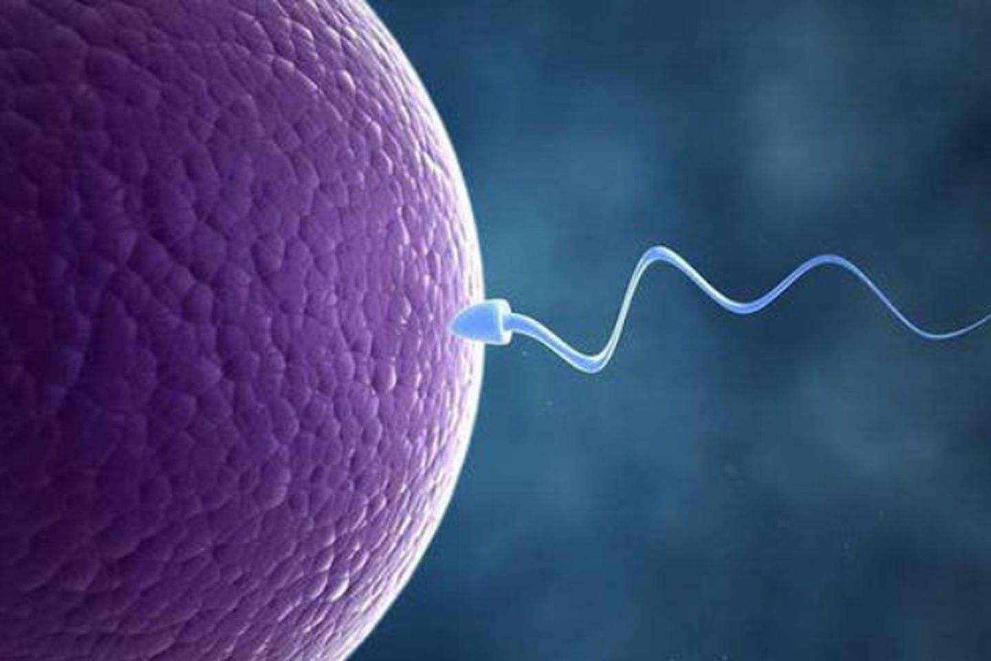 包含试管婴儿的精子怎么取精子的词条