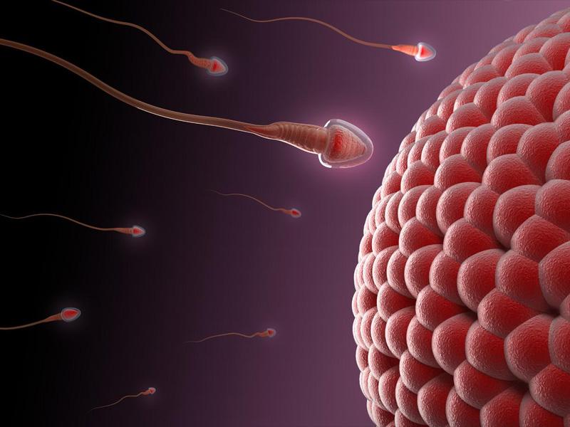 畸形精子试管婴儿精子成活率1%二代试管