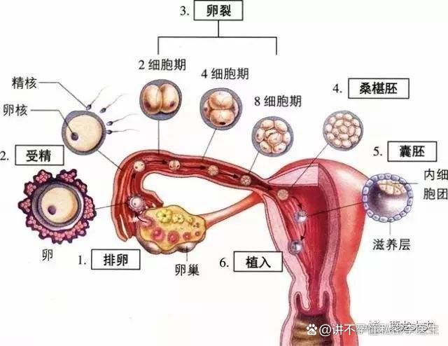 子宫肌瘤对试管婴儿的的简单介绍