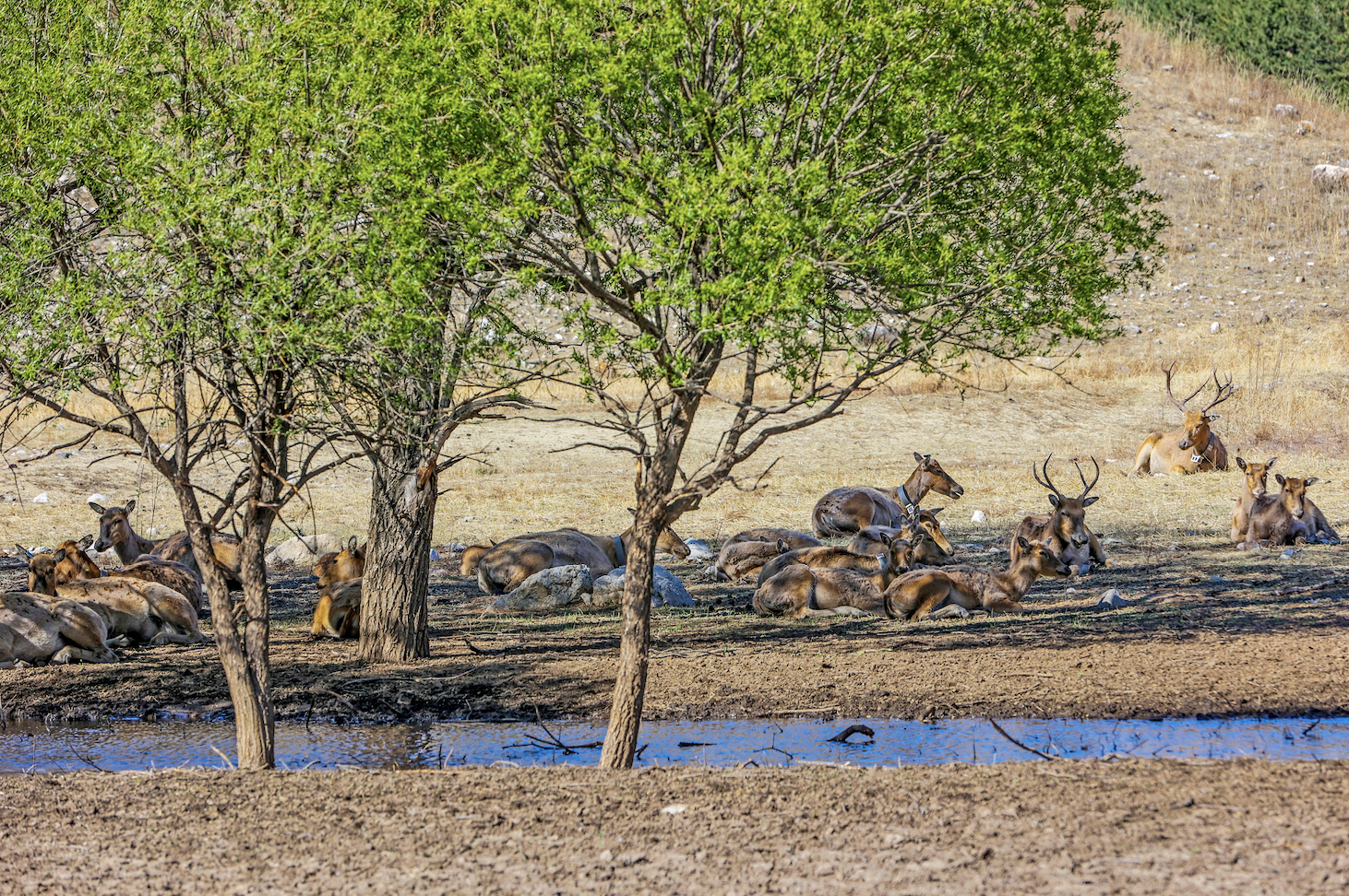 我国麋鹿放归取得阶段性成果 第一代大青山野放麋鹿种群成功繁衍