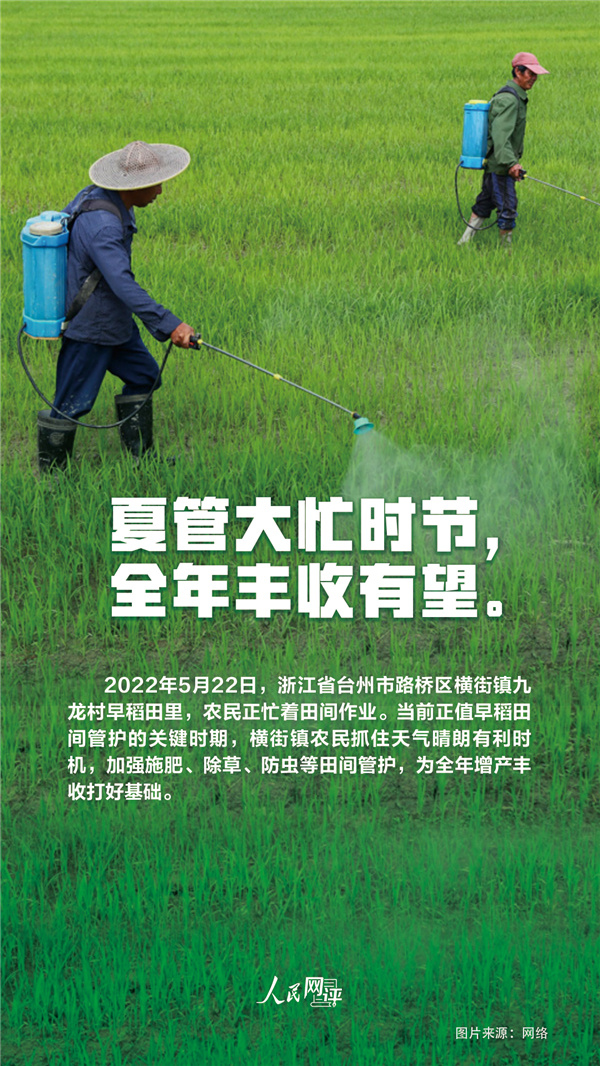 人民热评：夏收夏种农事忙，颗粒归仓稳当当