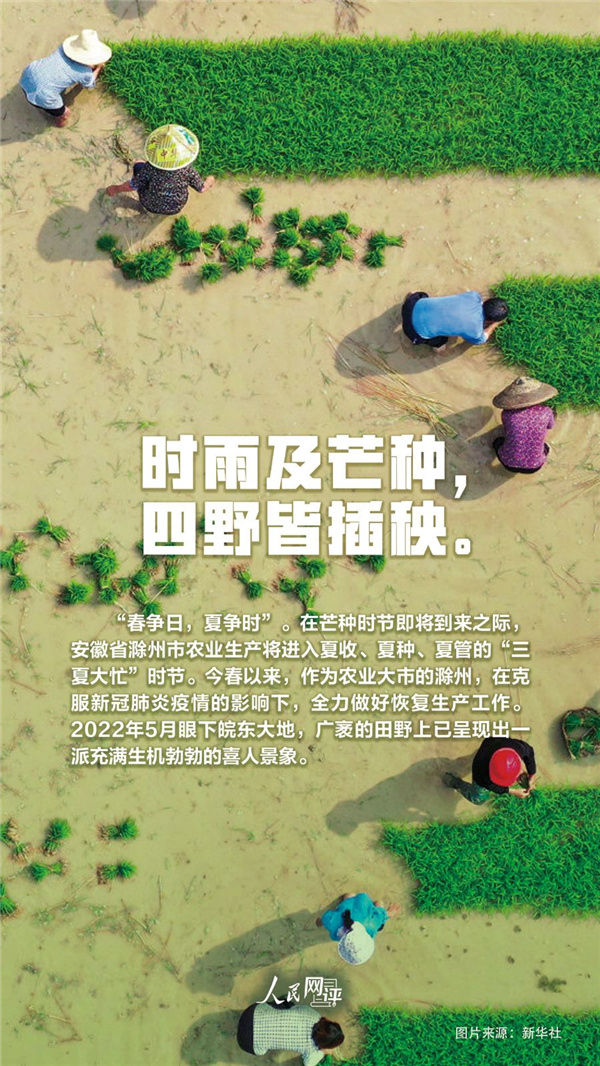 人民热评：夏收夏种农事忙，颗粒归仓稳当当