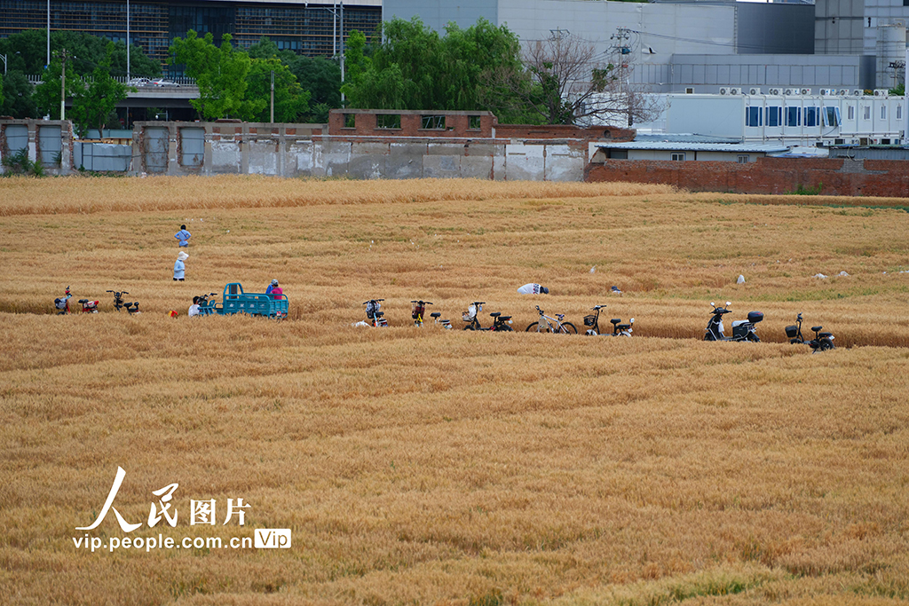 北京：科研小麦长势喜人