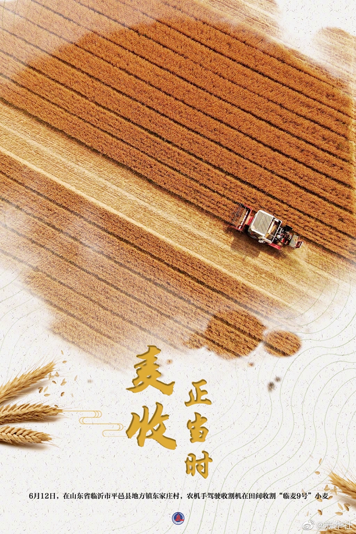大国“粮”策丨麦香四溢！好一幅麦收全景图