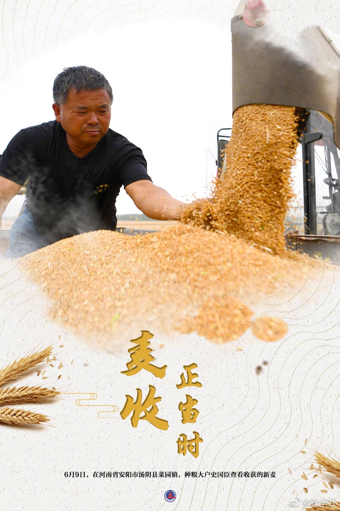 大国“粮”策丨麦香四溢！好一幅麦收全景图