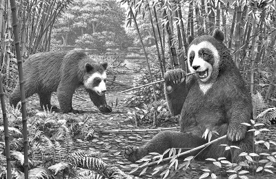 600万年前大熊猫就开始吃竹子了