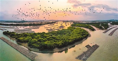 千里红树林 沿海筑“绿堤”(新气象 新作为)