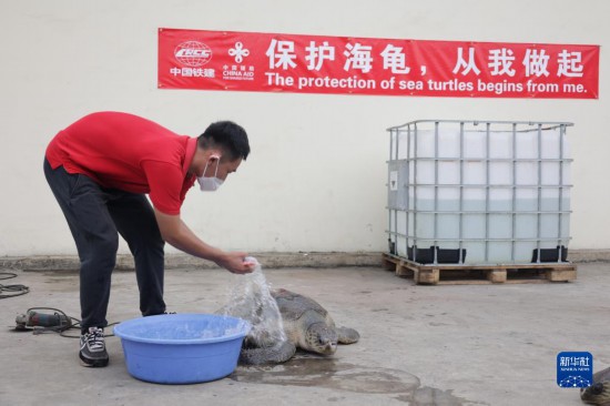 通讯：中国建设者守护加纳海龟