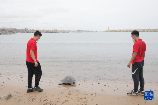 通讯：中国建设者守护加纳海龟