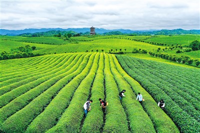 东方之饮，香飘世界