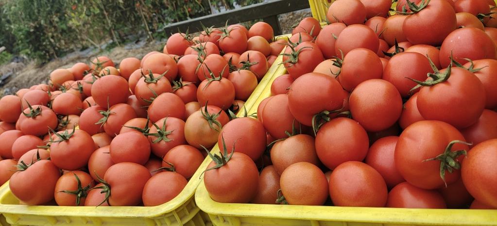 “新年的第一筐蔬菜”已经上路――南北“菜园子”春节保供见闻
