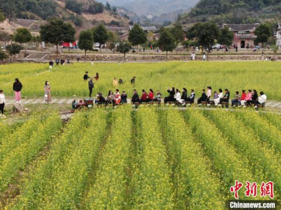 世遗福建土楼华安景区：油菜花开迎客来
