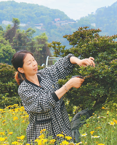 种植盆景 业兴人和(寻找最美乡村・双龙村)