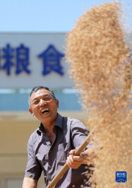 小麦收获 颗粒归仓