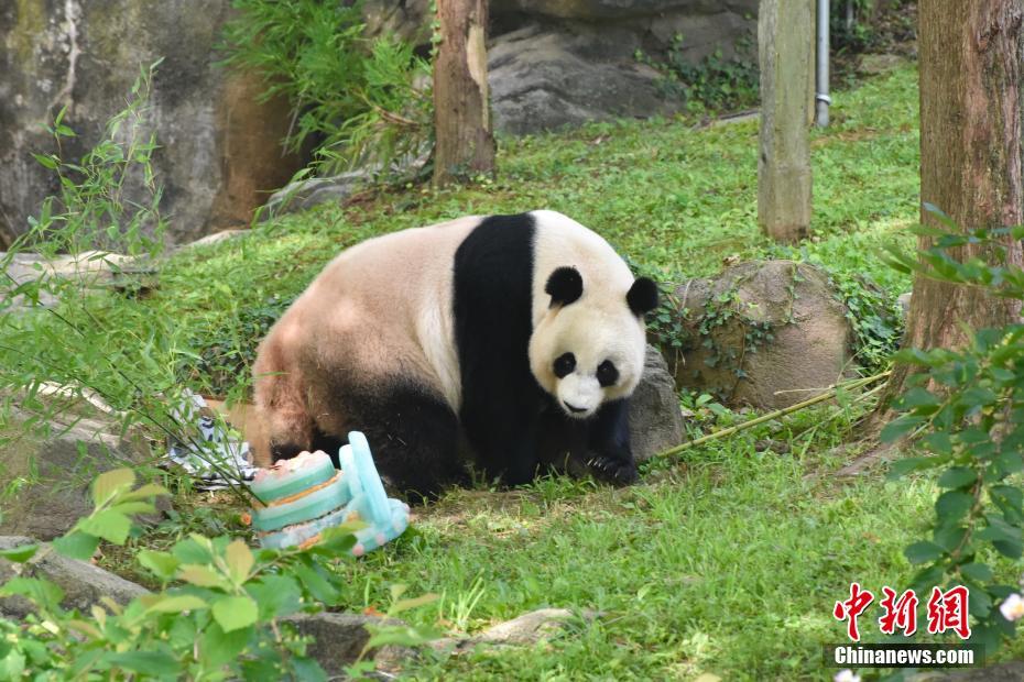 旅美大熊猫“美香”迎来25岁生日