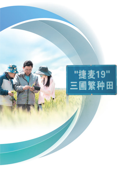 旱碱麦，亮丽的乡村诗行（逐梦）