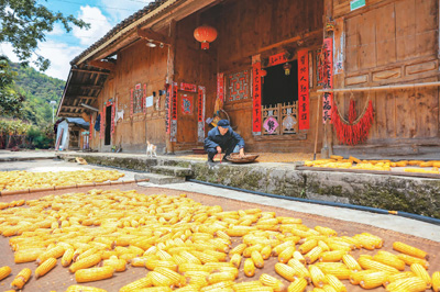 金秋时节喜丰收