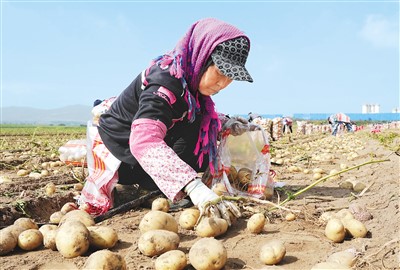 金秋时节喜丰收