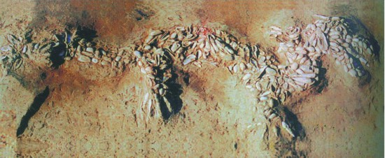 锦绣中国年・听文物讲故事・龙年说龙丨“神秘龙”：神州大地藏龙有几多？